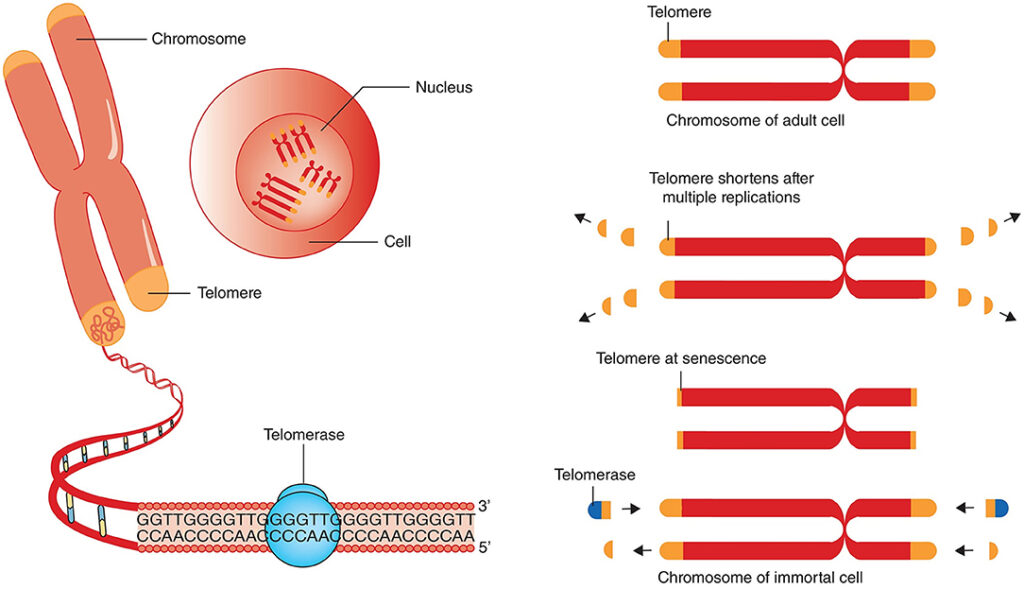 Telomerase adding DNA repeats to the chromosomes