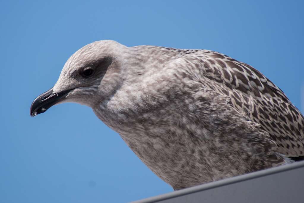 A Skua/seahawk bird peers down.