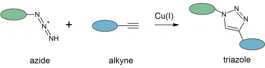 copper-catalyzed azide-alkyne cycloaddition, The click reaction 